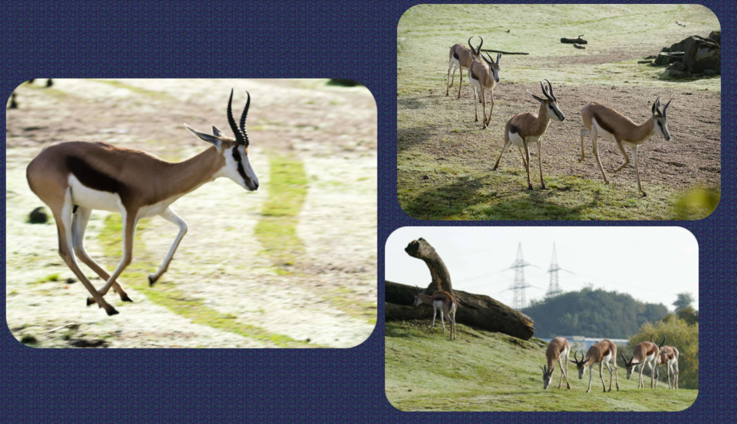 ZOOM Erlebniswelt Impala